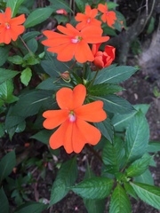 Impatiens hawkeri