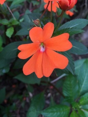 Impatiens hawkeri