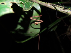 Imantodes lentiferus