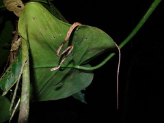 Imantodes lentiferus