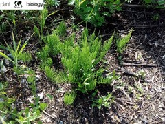 Equisetum arvense