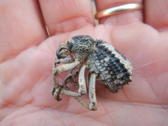 Brachycerus tauriculus