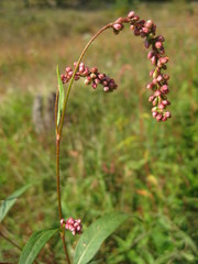 Persicaria careyi
