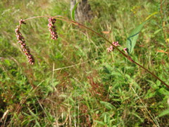 Persicaria careyi