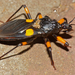 Platymeris guttatipennis - Photo (c) Bernard DUPONT，保留部份權利CC BY-SA