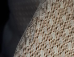 Evergestis desertalis