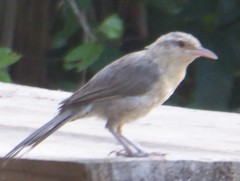 Campylorhynchus turdinus