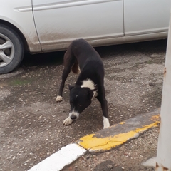 Canis familiaris