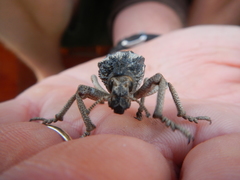 Brachycerus tauriculus