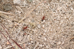 Pogonomyrmex bicolor