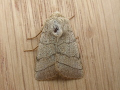 Charanyca trigrammica