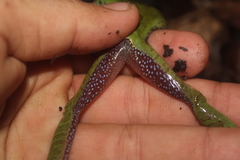 Smilisca cyanosticta