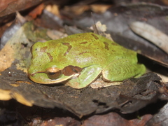 Smilisca cyanosticta