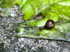 Ariophantidae