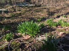 Hyacinthoides non-scripta