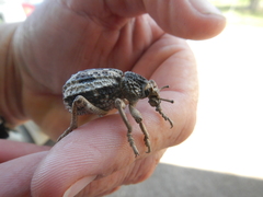 Brachycerus tauriculus