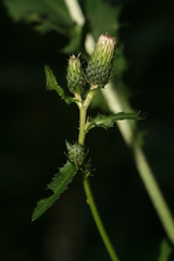Cirsium × hybridum