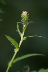 Cirsium × hybridum