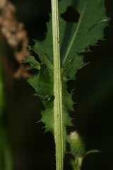 Cirsium × hybridum