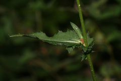 Cirsium × hybridum