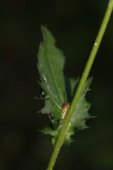 Cirsium × hybridum