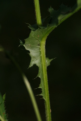 Cirsium × hybridum