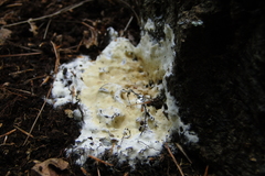 Hypocreaceae