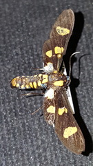 Phoenicoprocta hampsonii