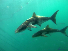 Rachycentron canadum