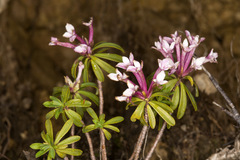 Daphne striata