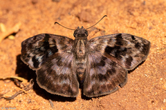 Ebrietas anacreon