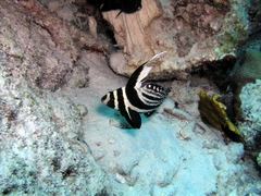 Eques punctatus