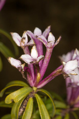 Daphne striata