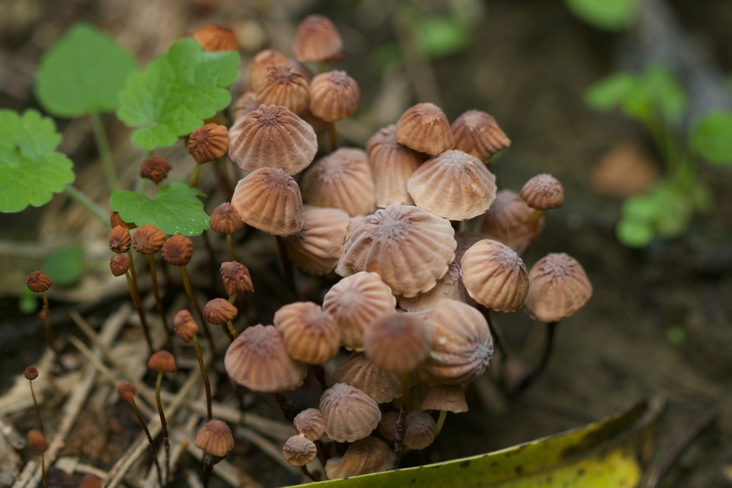 pinwheels-and-parachute-mushrooms-from-shunyi-district-beijing-china