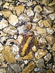 Pseudacris streckeri