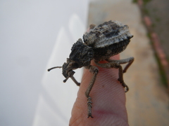 Brachycerus tauriculus