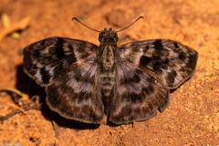 Ebrietas anacreon