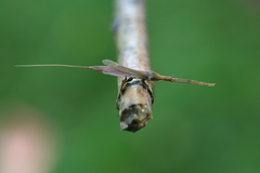 Ranatra linearis