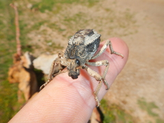 Brachycerus tauriculus