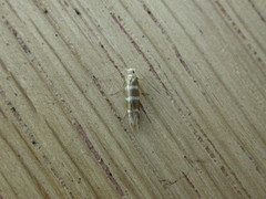 Argyresthia trifasciata