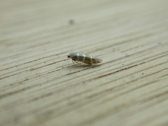 Argyresthia trifasciata
