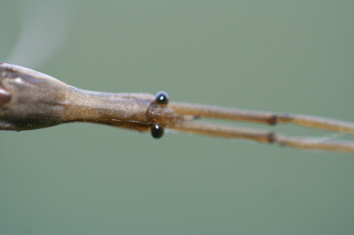 Eurasian Water Stick Insect, photo 3 of 10