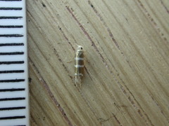 Argyresthia trifasciata