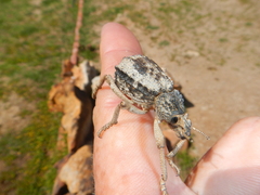 Brachycerus tauriculus