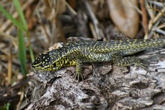 Eastern Whorltail Iguana photo 4