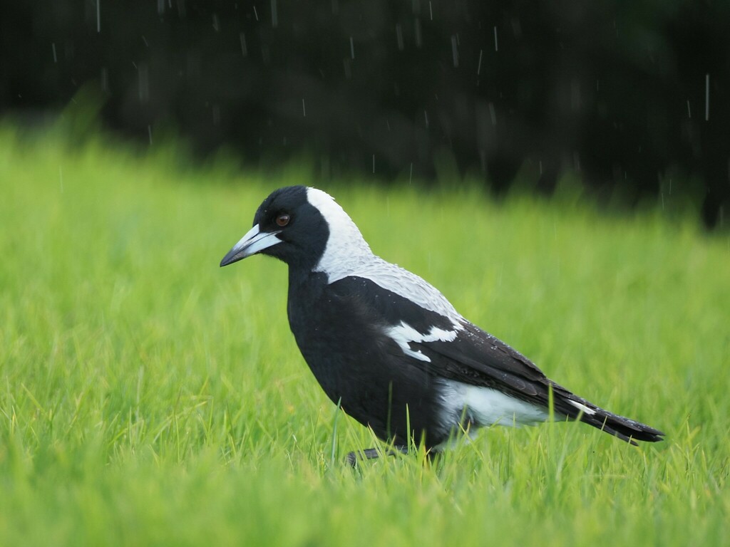 Australian Magpie - Photo (c) Saryu Mae, some rights reserved (CC BY), uploaded by Saryu Mae
