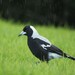 Australian Magpie - Photo (c) Saryu Mae, some rights reserved (CC BY), uploaded by Saryu Mae