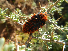 Julodis