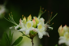 Rhododendron alabamense