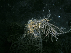 Astrophyton muricatum